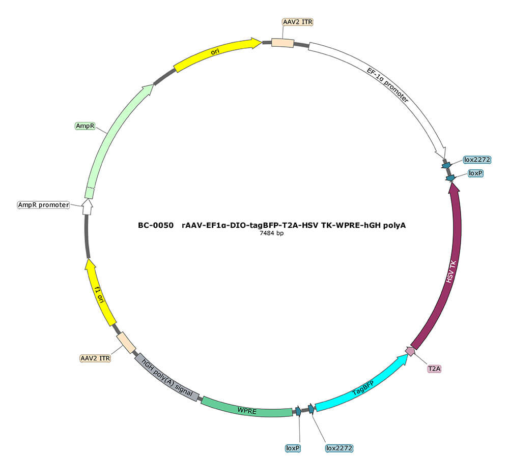 rAAV-EF1α-DIO-BFP-T2A-TK(HSV)
