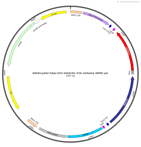 AAV2/9-hSyn-DIO-hGtACR1-P2A-mCherry-WPRE-pA