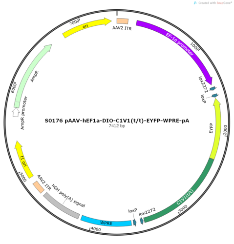 AAV2/9-hEF1a-DIO-C1V1(t/t)-EYFP-WPRE-pA