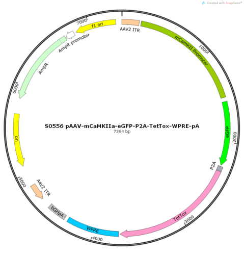 AAV2/9-mCaMKIIa-eGFP-P2A-TetTox-WPRE-pA
