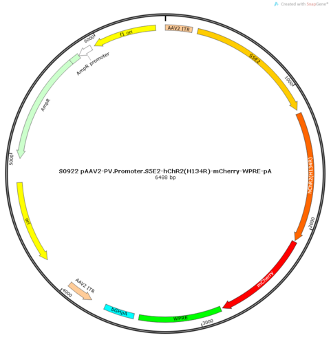 AAV2/9-PV.Promoter.S5E2-hChR2(H134R)-mCherry-WPRE-pA