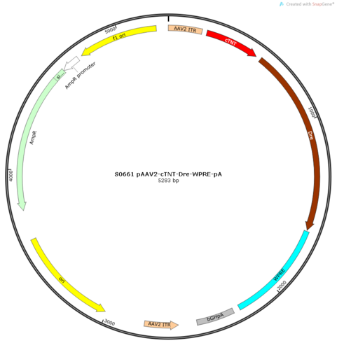 AAV2/9-cTNT-Dre-WPRE-pA