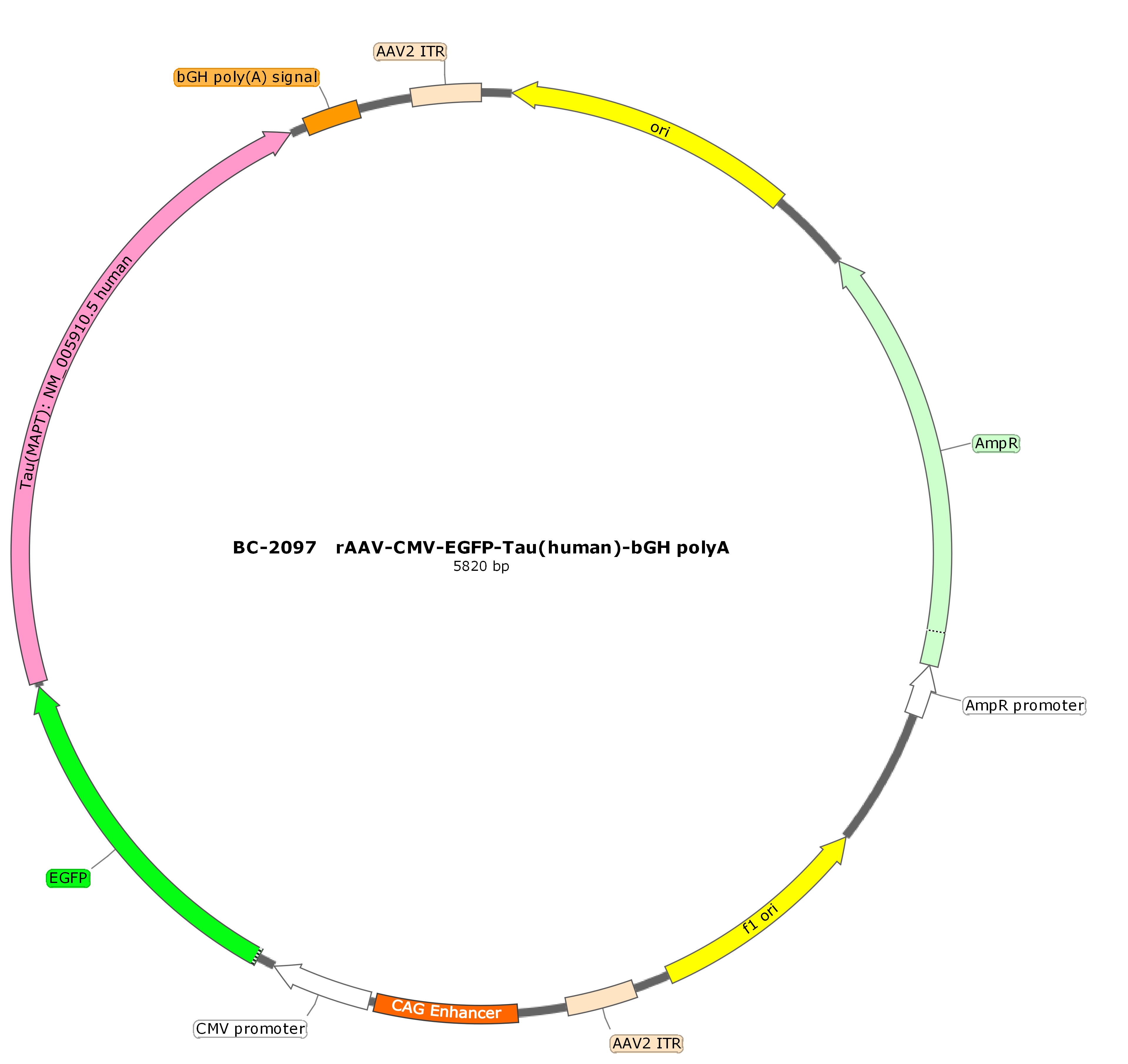 rAAV-CMV-EGFP-Tau(human)