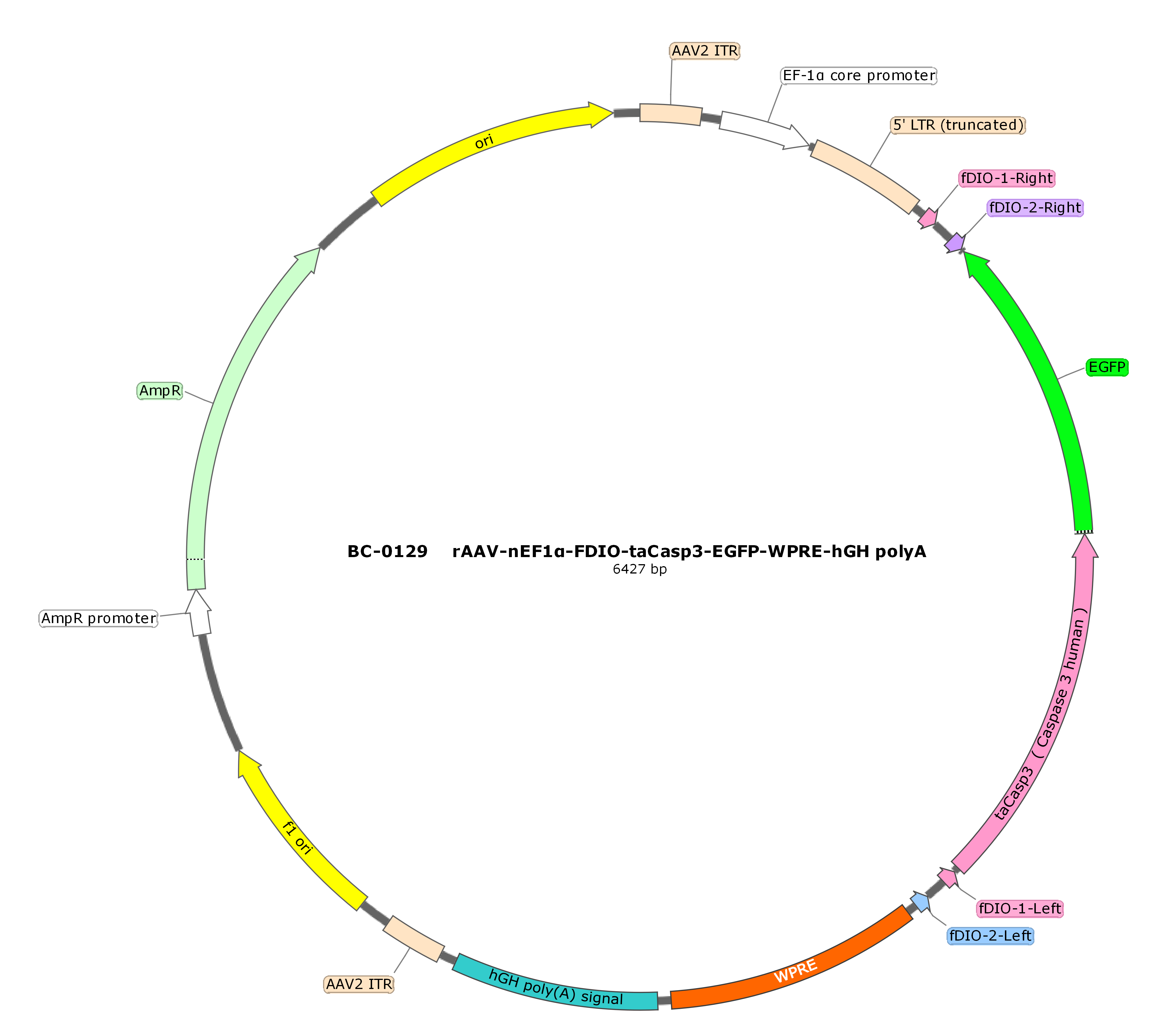 rAAV-EF1α-fDIO-taCasp3-EGFP-WPRE-hGH polyA