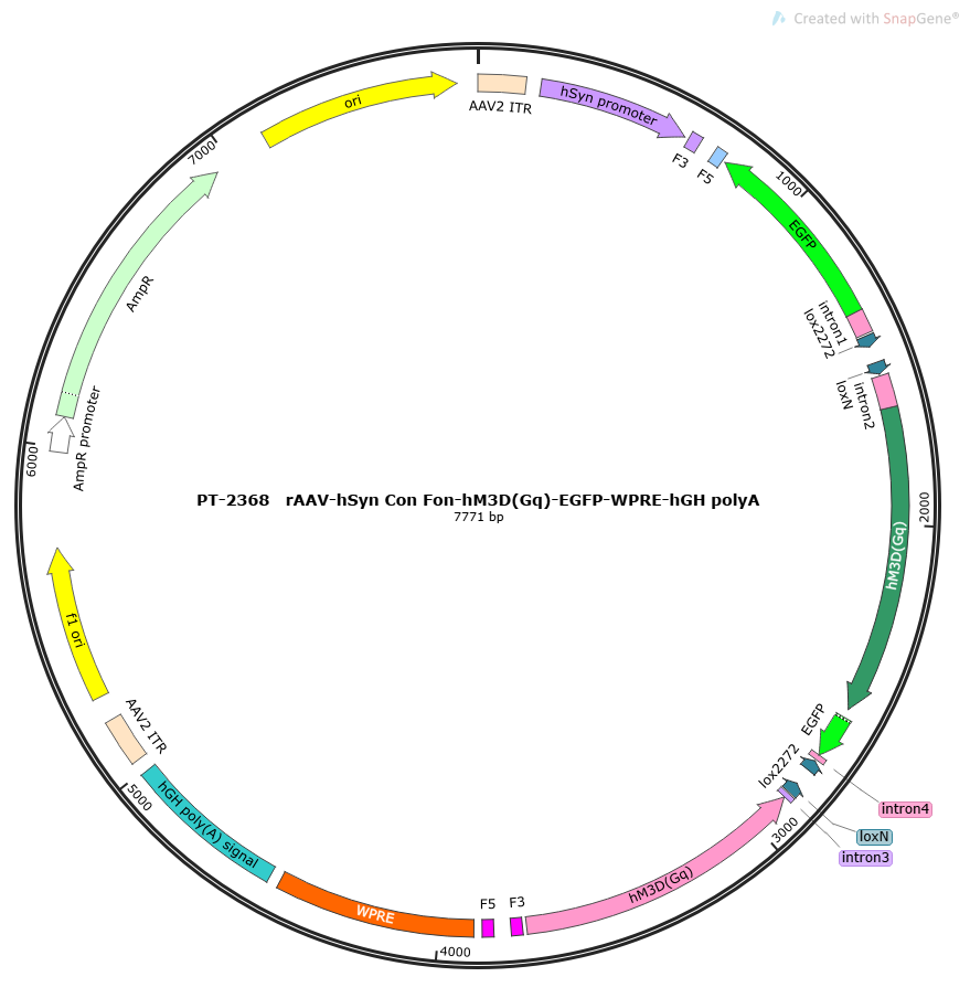 rAAV-hSyn Con Fon-hM3D(Gq)-EGFP-WPRE-hGH polyA