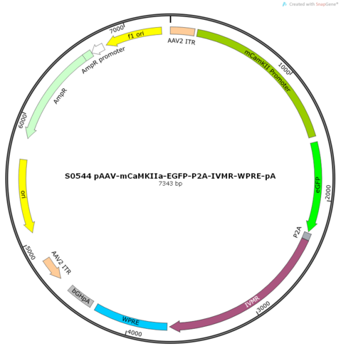 AAV2/9-mCaMKIIa-EGFP-P2A-IVMR-WPRE-pA
