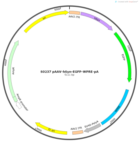 AAV2/rh10-hSyn-EGFP-3FLAG-WPRE-pA