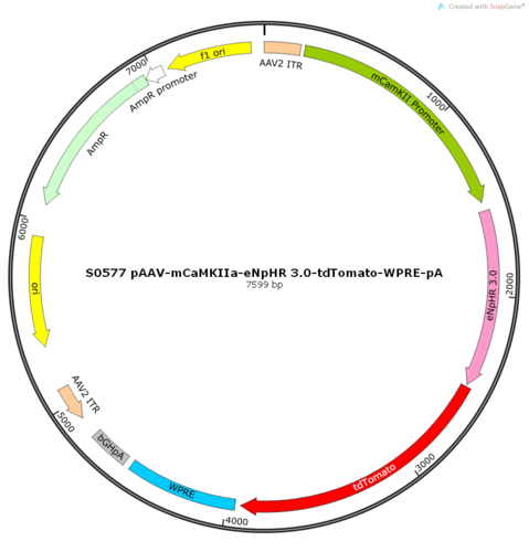 AAV2/5-mCaMKIIa-eNpHR 3.0-tdTomato-WPRE-pA