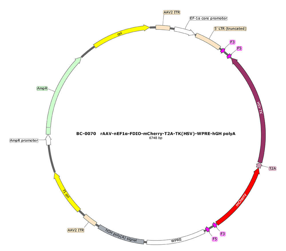 rAAV-nEF1α-FDIO-mCherry-T2A-TK(HSV)