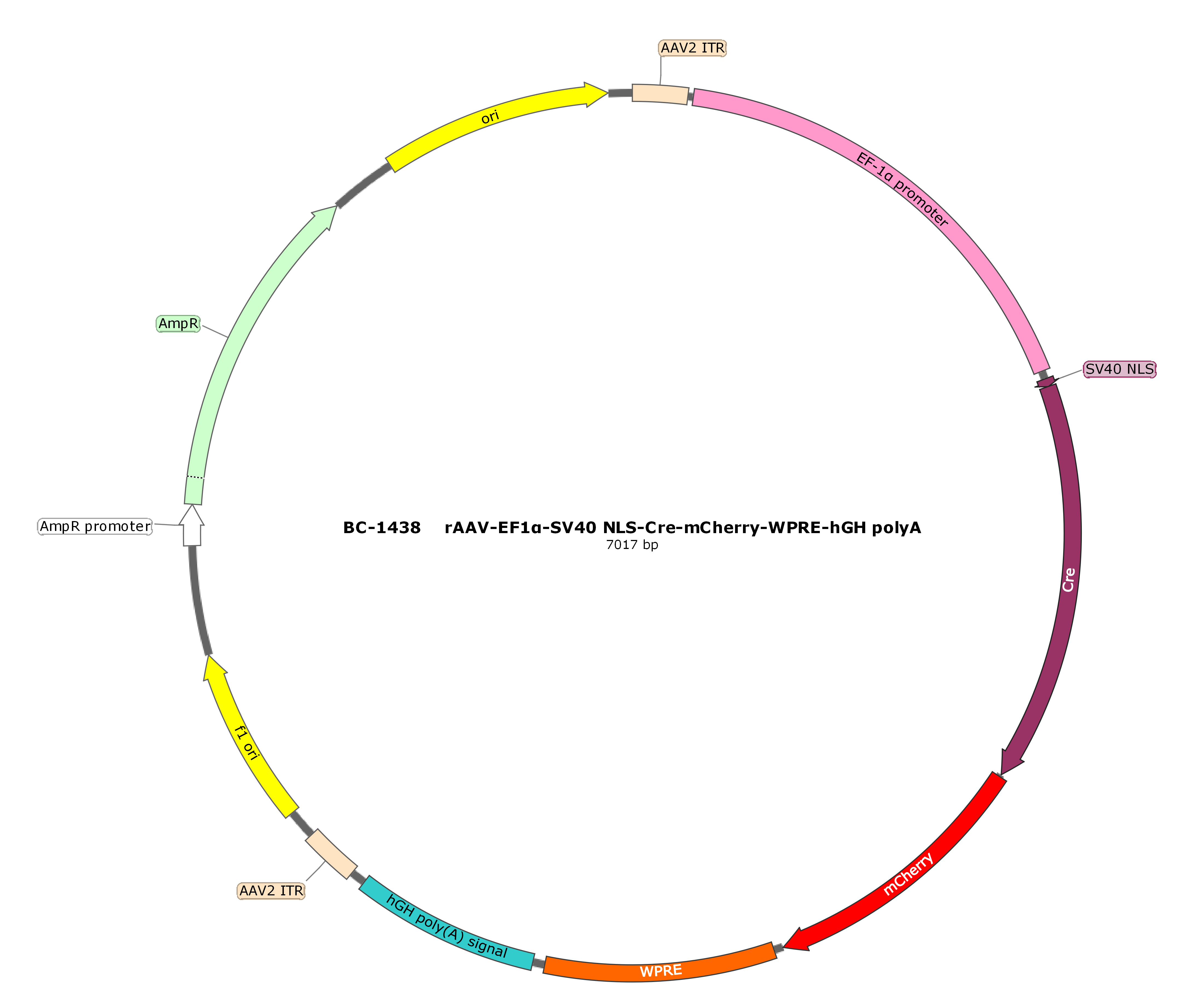 rAAV-EF1α-SV40 NLS-Cre-mCherry