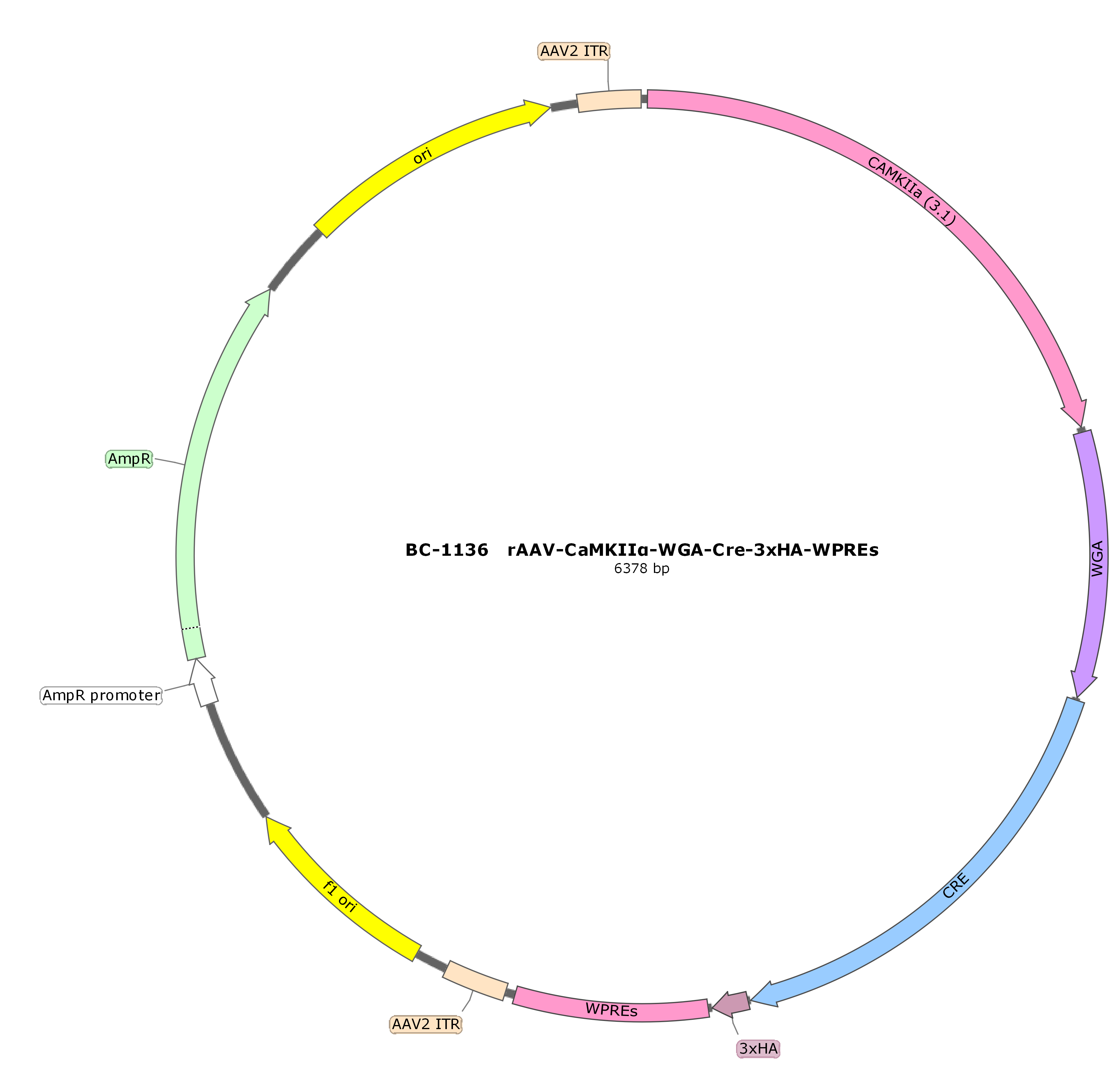 rAAV-CaMKIIα-WGA-Cre-3xHA