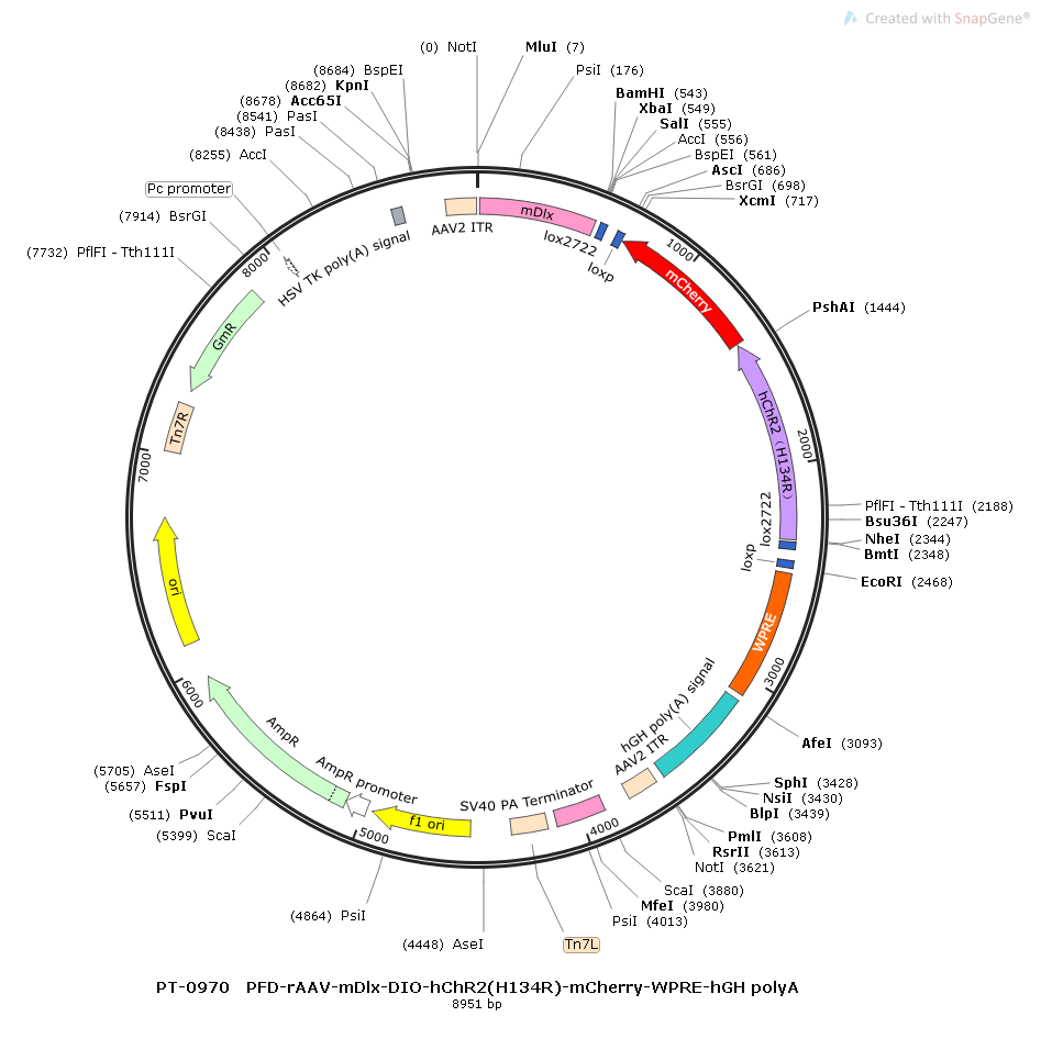 rAAV-mDlx-DIO-hChR2(H134R)-mCherry-WPRE-hGH polyA