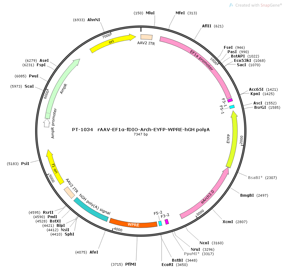 rAAV-EF1α-fDIO-Arch-EYFP-WPRE-hGH polyA