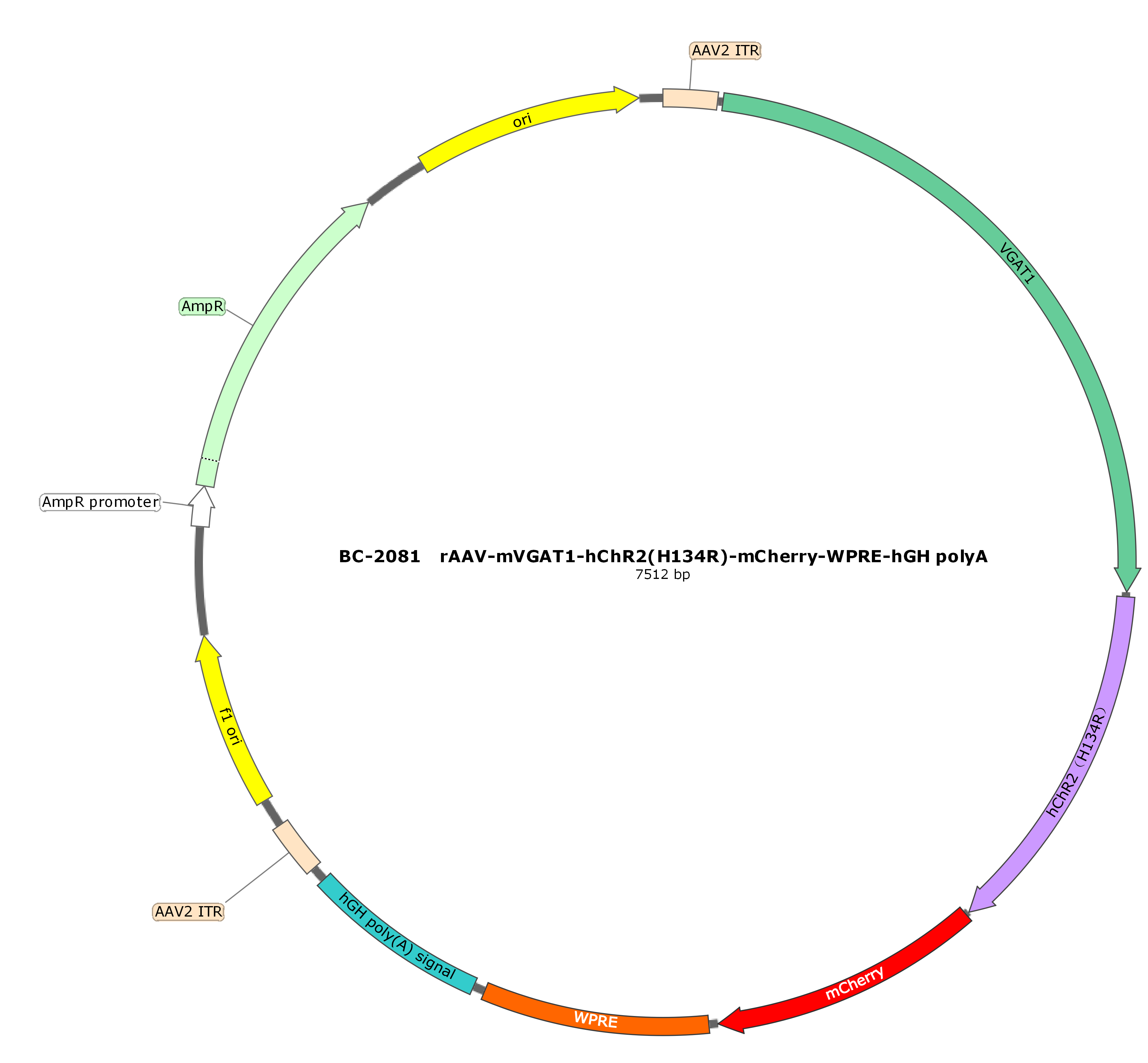 rAAV-mVGAT1-hChR2(H134R)-mCherry