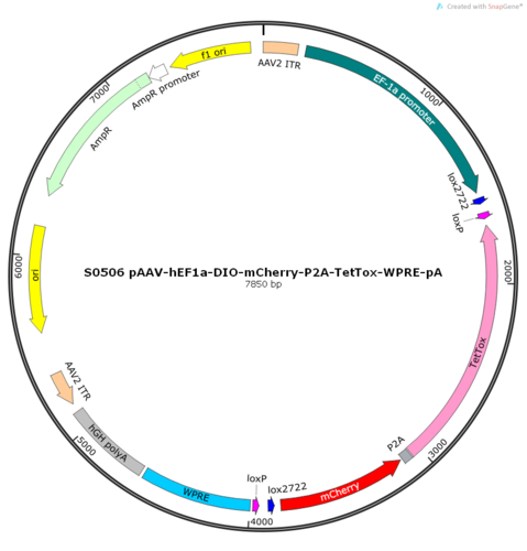 AAV2/9-hEF1a-DIO-mCherry-P2A-TetTox-WPRE-pA