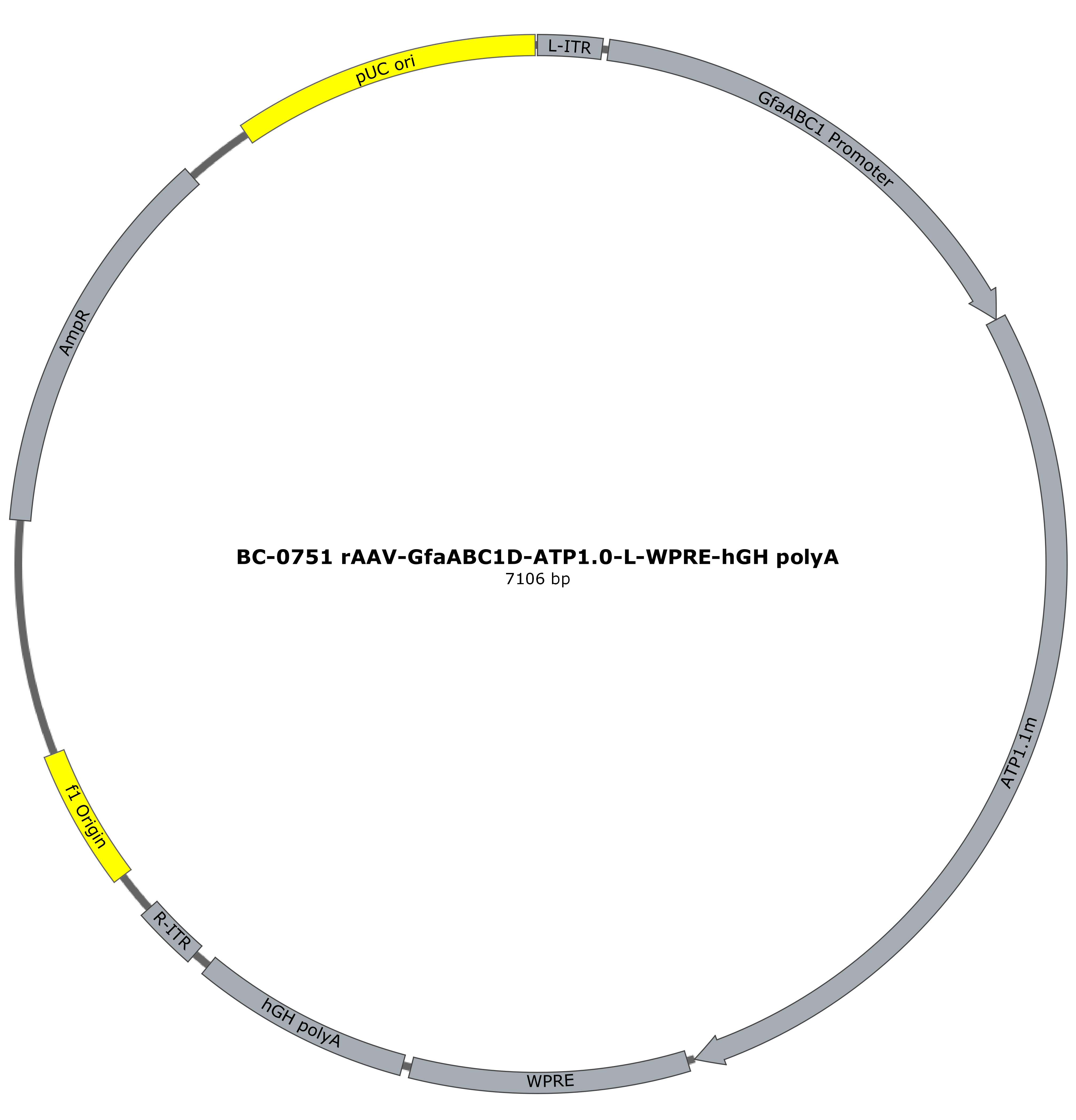 rAAV-GFaABC1D-ATP1.0-L-WPREs