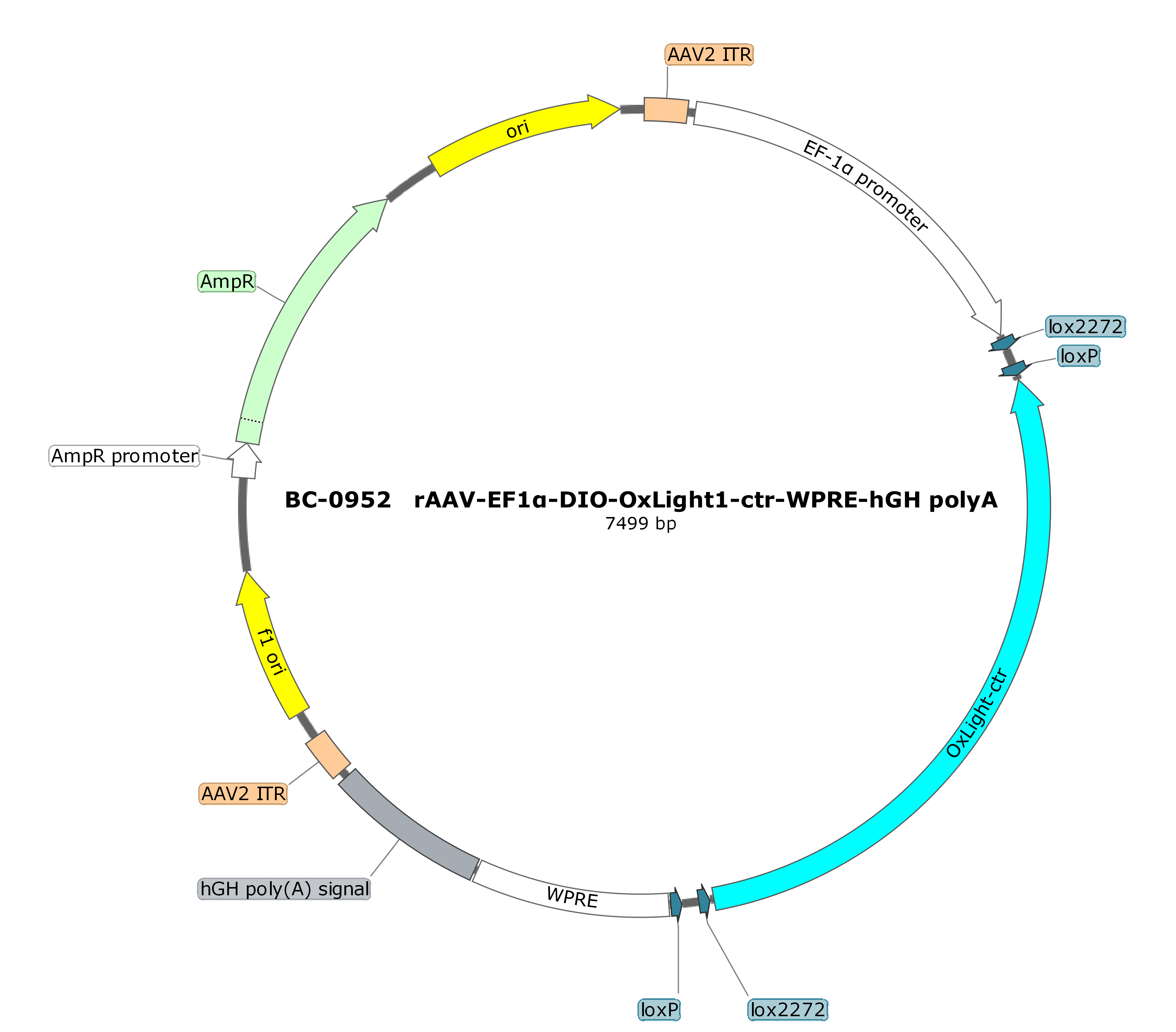 rAAV-EF1α-DIO-OxLight1-ctr
