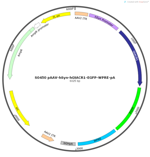 AAV2/9-hSyn-hGtACR1-EGFP-ER2-WPRE-pA