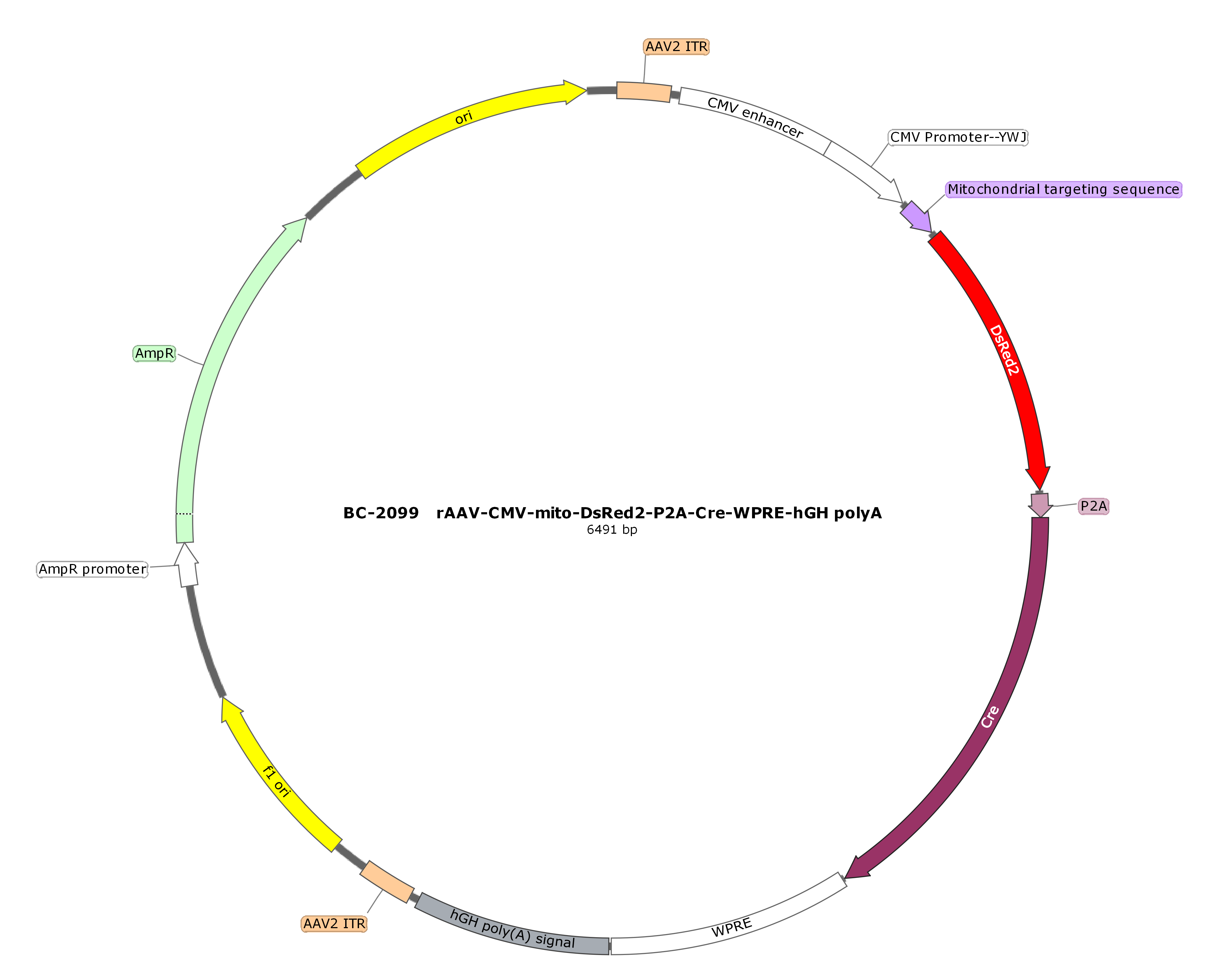 rAAV-CMV-mito-DsRed2-P2A-Cre