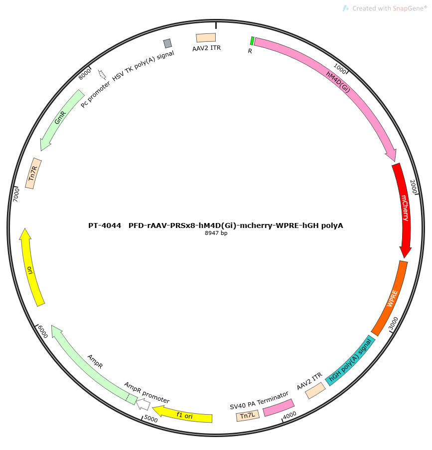 PFD-rAAV-PRSx8-hM4D(Gi)-mCherry-WPRE-hGH polyA