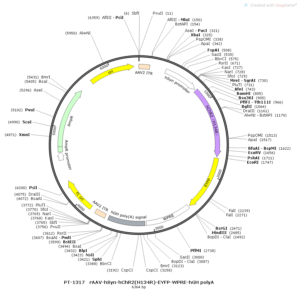 rAAV-hSyn-hChR2(H134R)-EYFP-WPRE-hGH polyA
