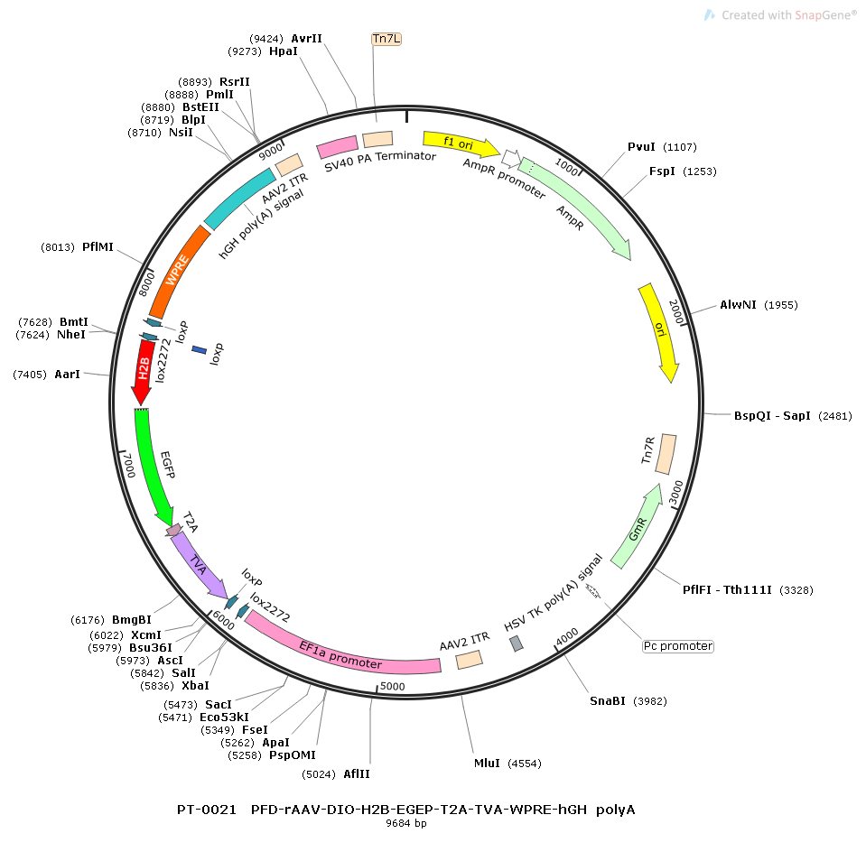 rAAV-Ef1α-DIO-His-EGFP-2A-TVA-WPRE-hGH polyA