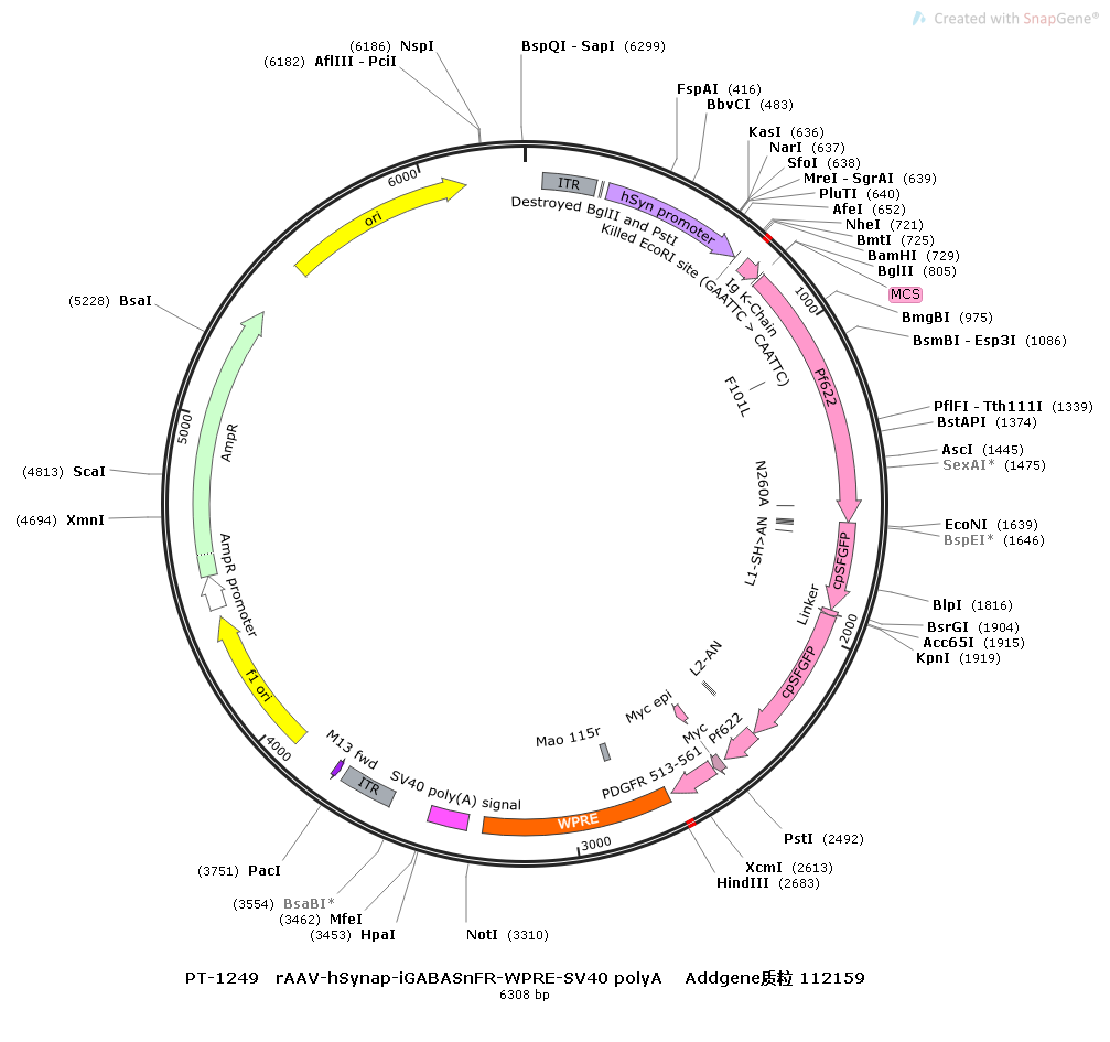 rAAV-hSyn-iGABASnFR-WPRE-SV40 polyA