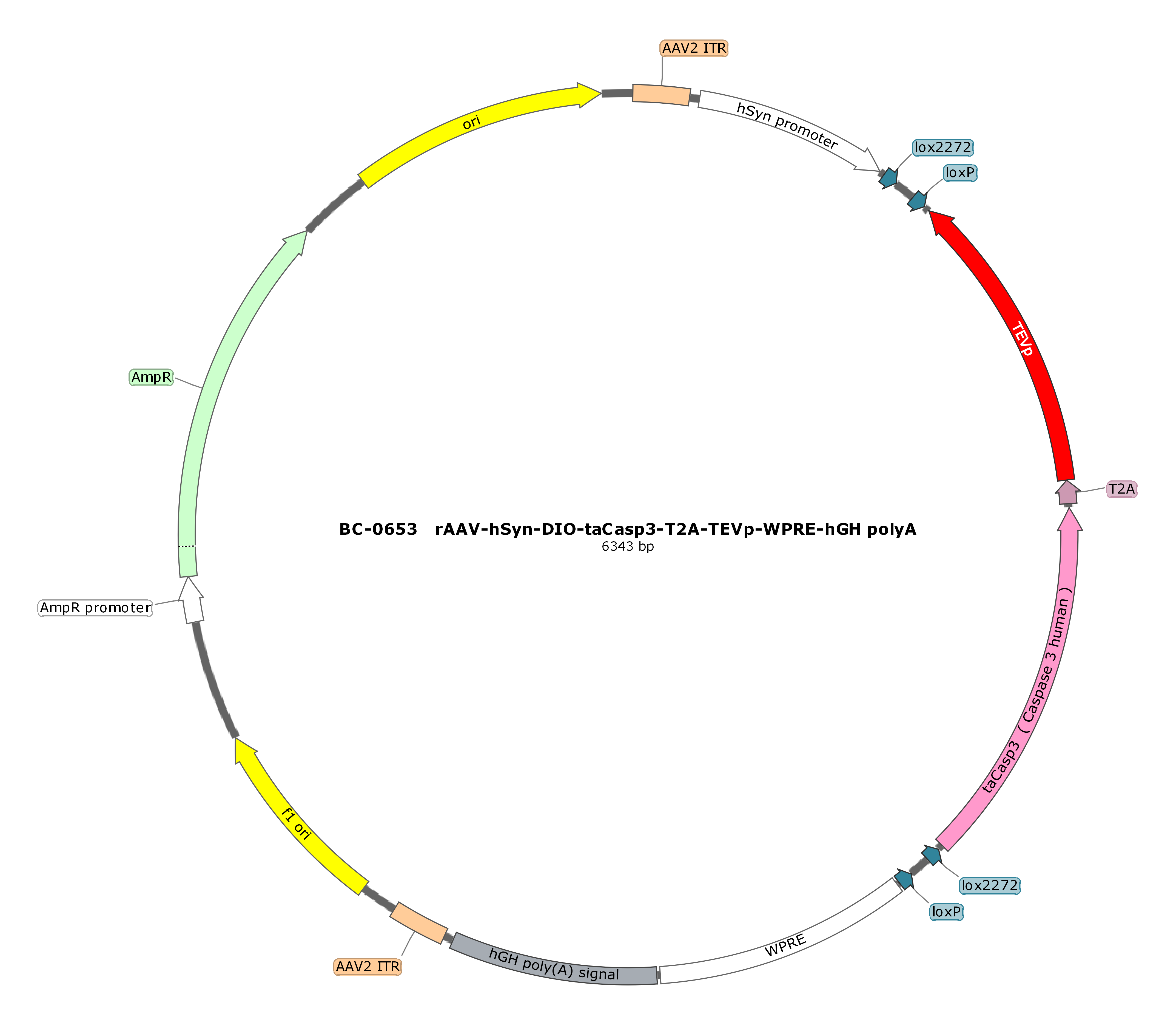 rAAV-hSyn-DIO-taCasp3-T2A-TEVp