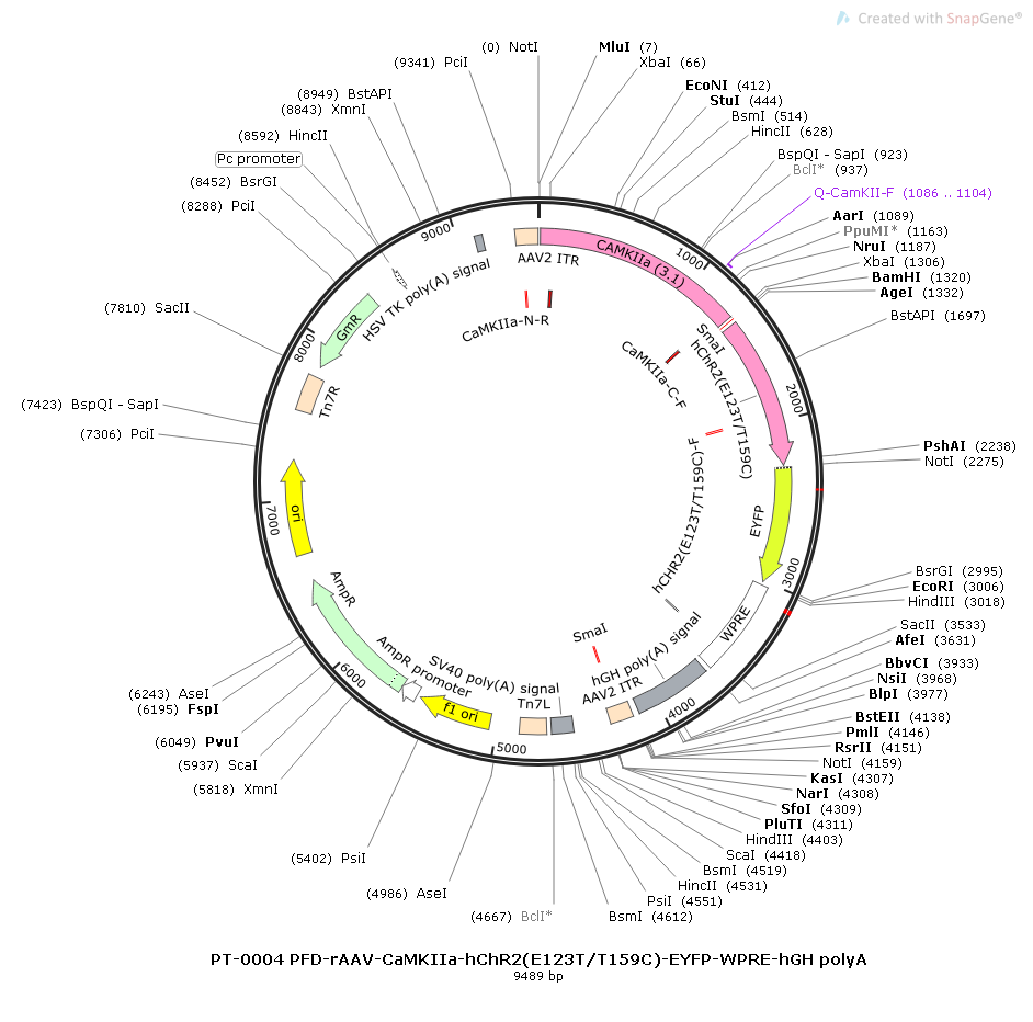 rAAV-CaMKIIa-hChR2(E123T/T159C)-EYFP-WPRE-hGH polyA
