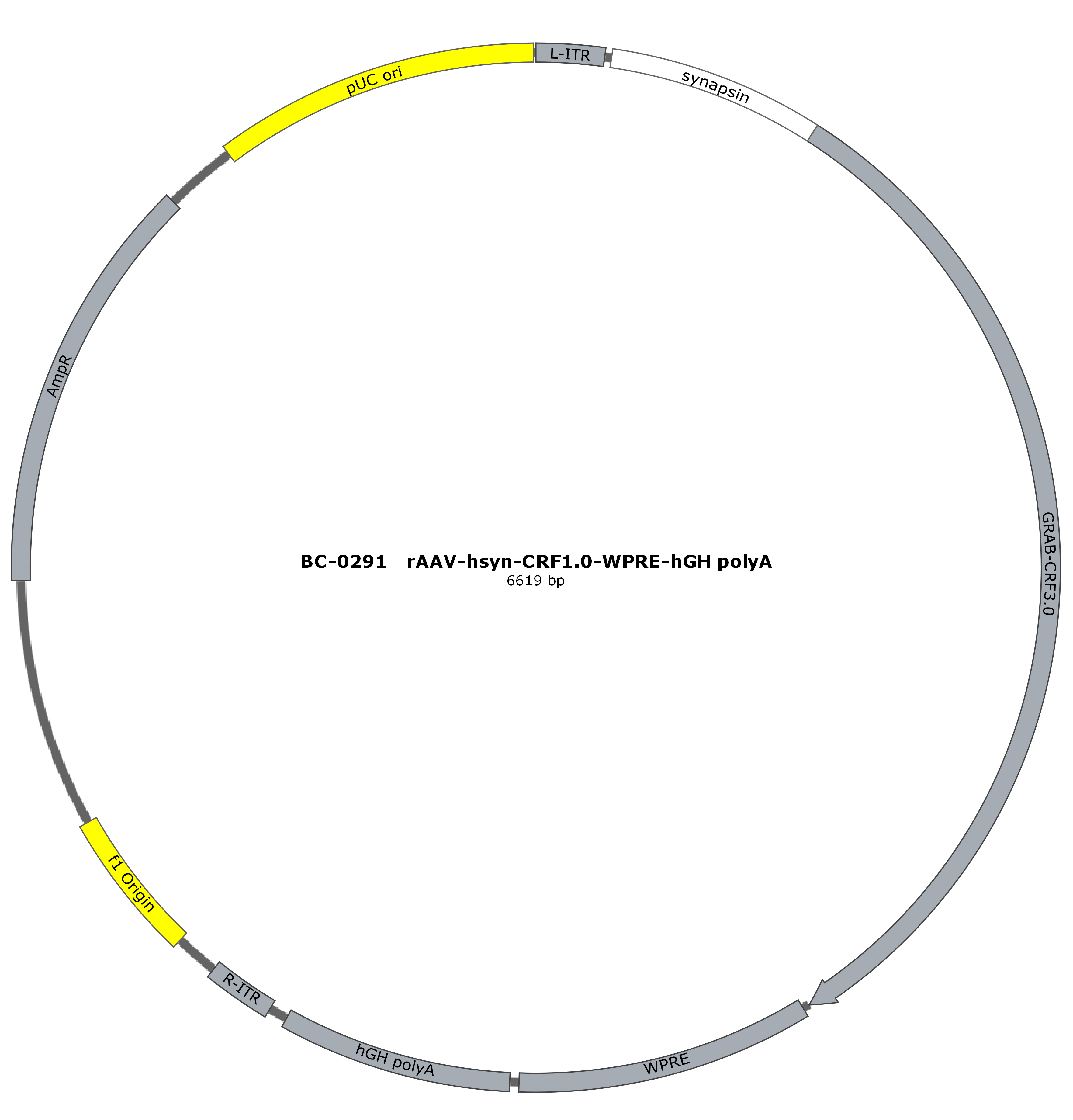 rAAV-hSyn-CRF1.0