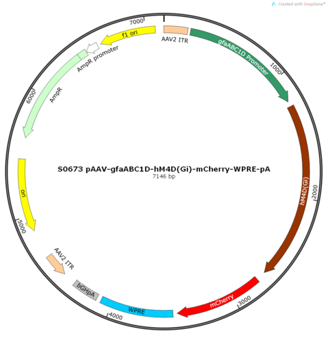 AAV2/8-gfaABC1D-hM4D(Gi)-mCherry-ER2-WPRE-pA