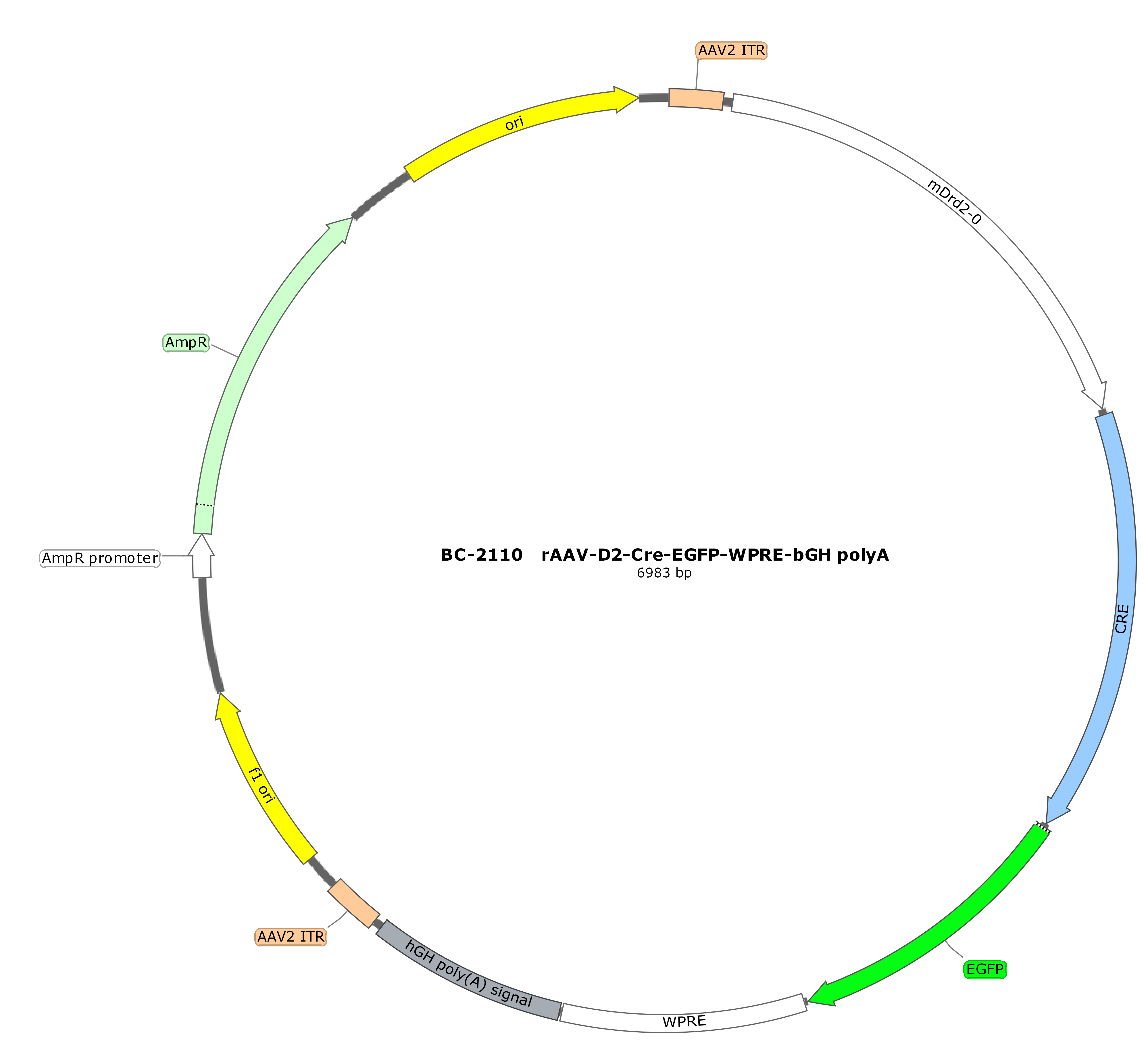 rAAV-D2-CRE-EGFP-WPRE-bGH polyA