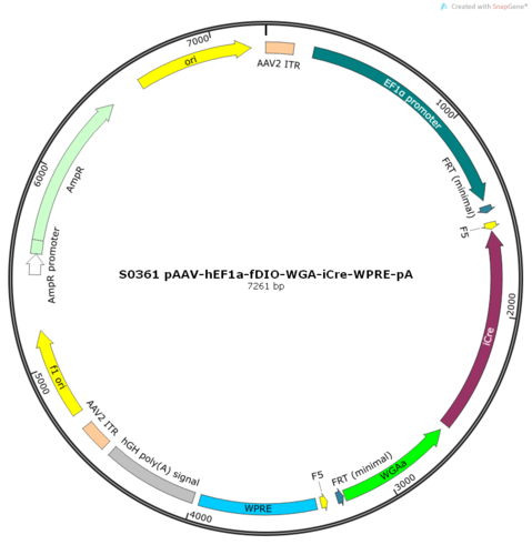 AAV2/9-hEF1a-fDIO-WGA-iCre-WPRE-pA