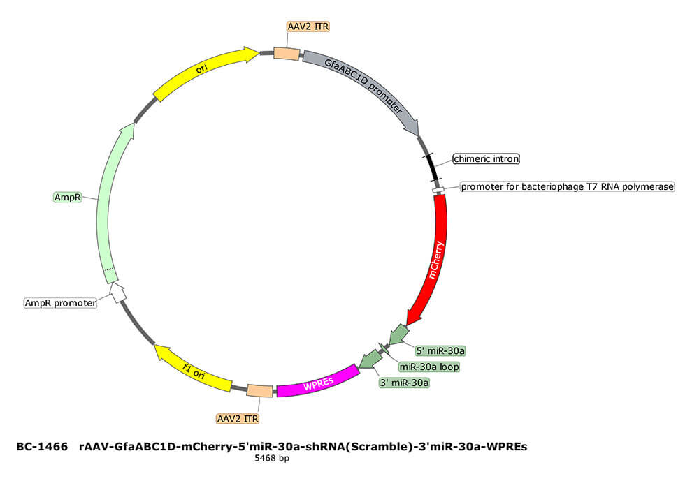 rAAV-GfaABC1D-mCherry-5'miR-30a-shRNA(Scramble)-3'miR-30a
