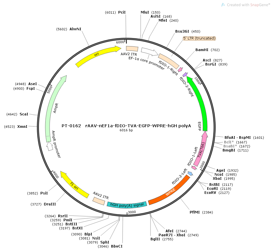 rAAV-nEF1α-fDIO-TVA-EGFP-WPRE-hGH polyA