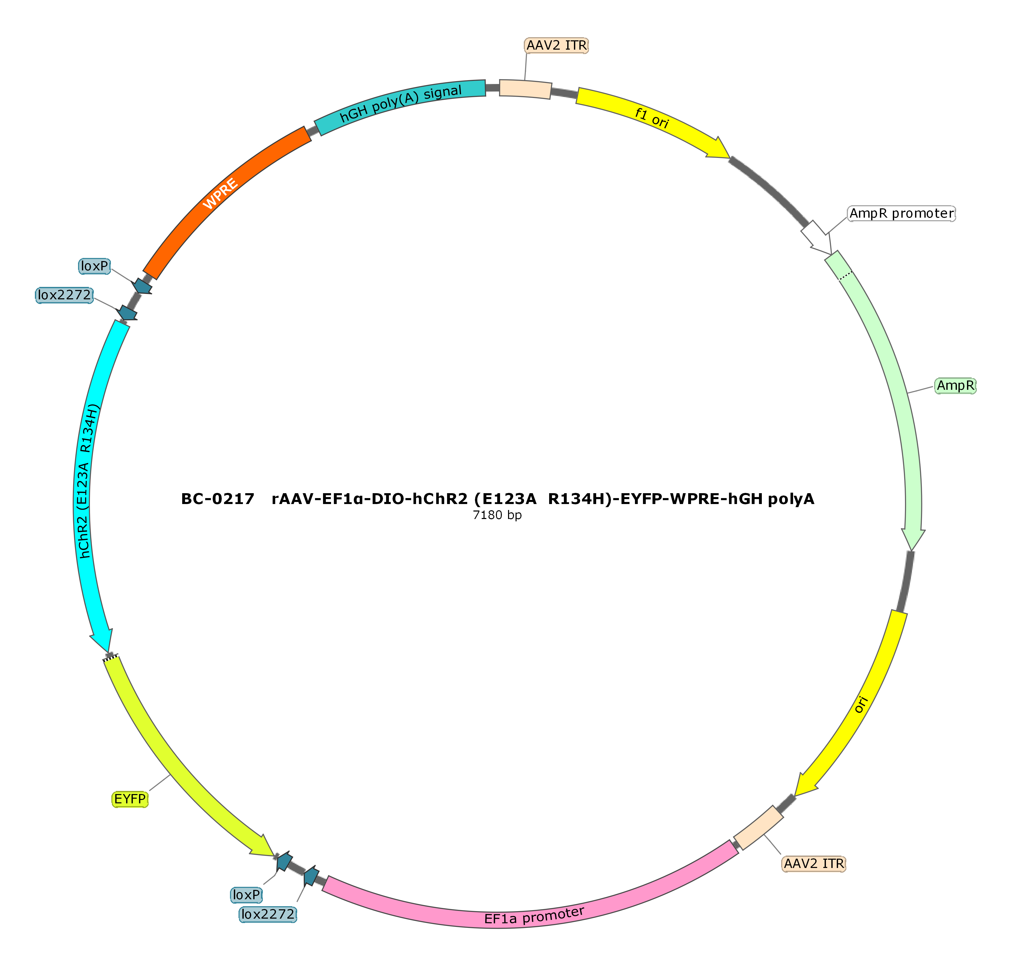 rAAV-EF1α-DIO-ChETA-EYFP-WPRE-hGH polyA