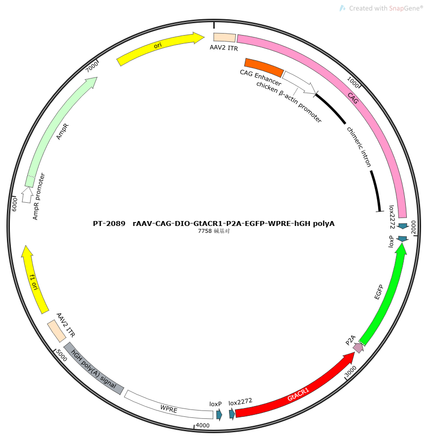 rAAV-CAG-DIO-GtACR1-P2A-EGFP-WPRE-hGH polyA