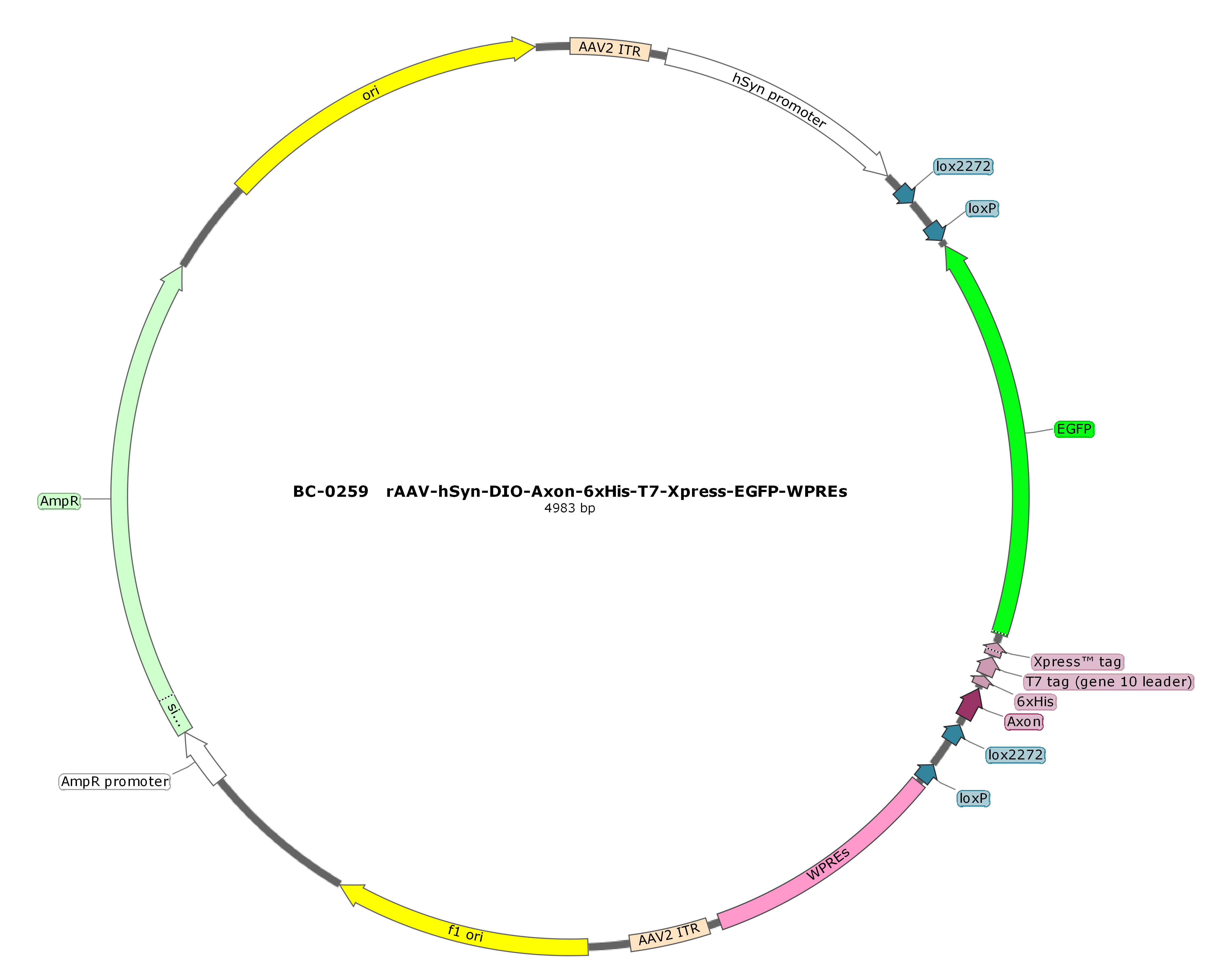 rAAV-hSyn-DIO-Axon-6xHis-T7-Xpress-EGFP