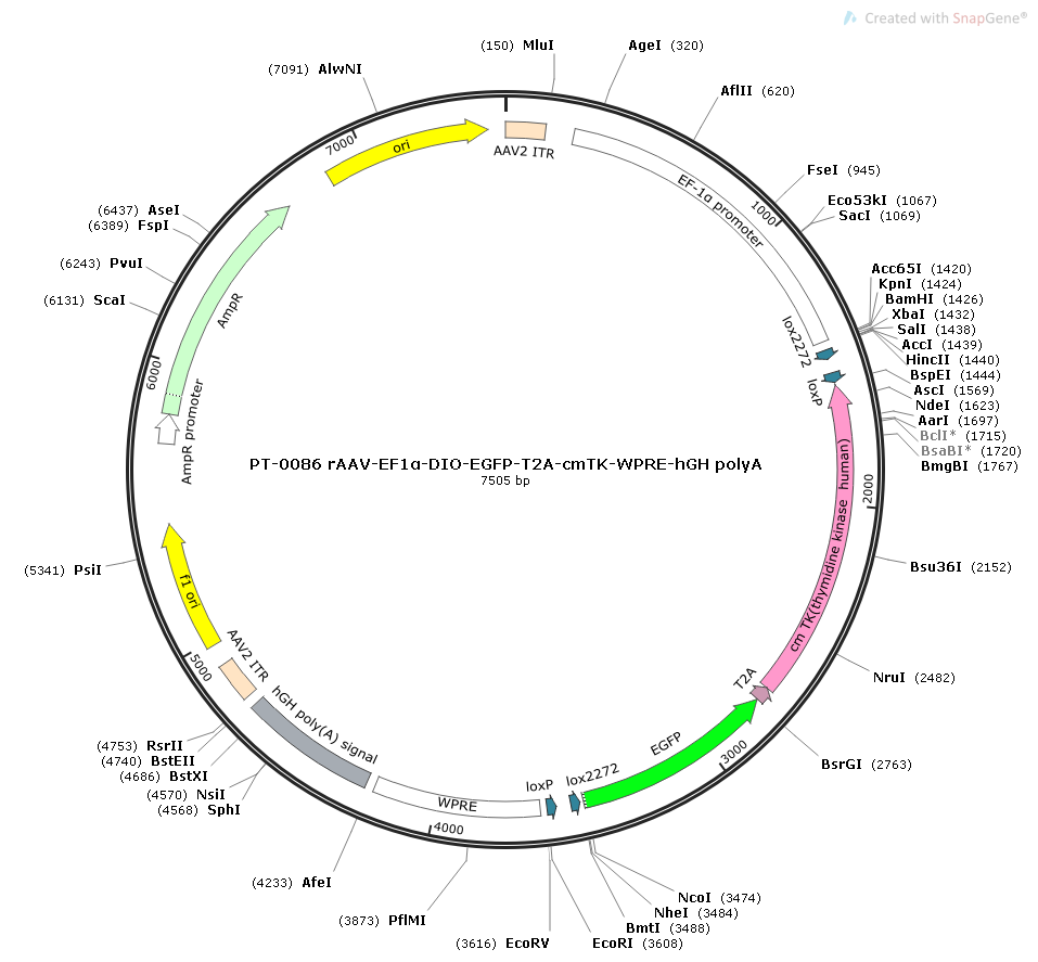 rAAV-Ef1α-DIO-EGFP-2A-TK-WPRE-hGH polyA
