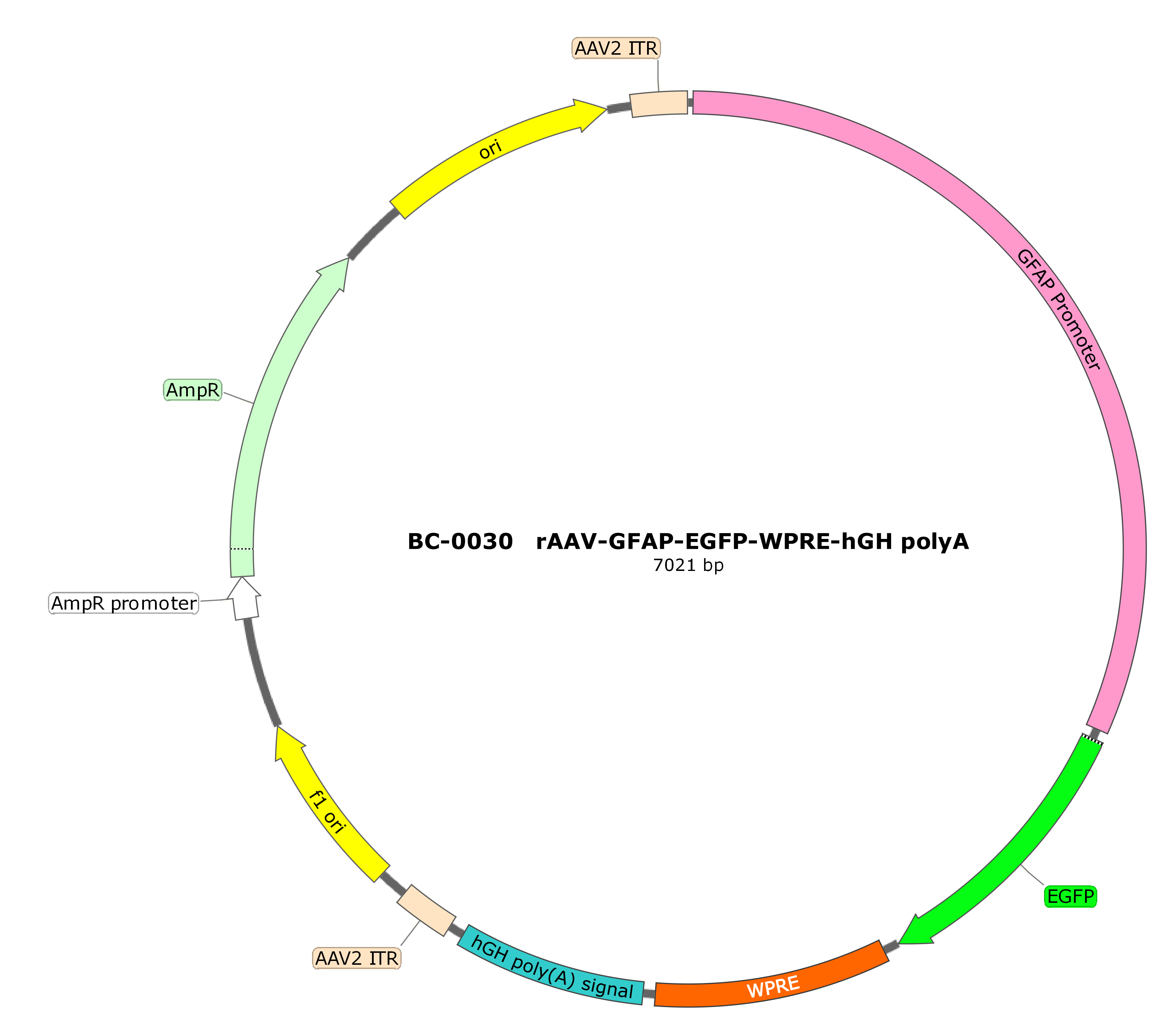 PFD-rAAV-GFAP-EGFP-WPRE-hGH polyA