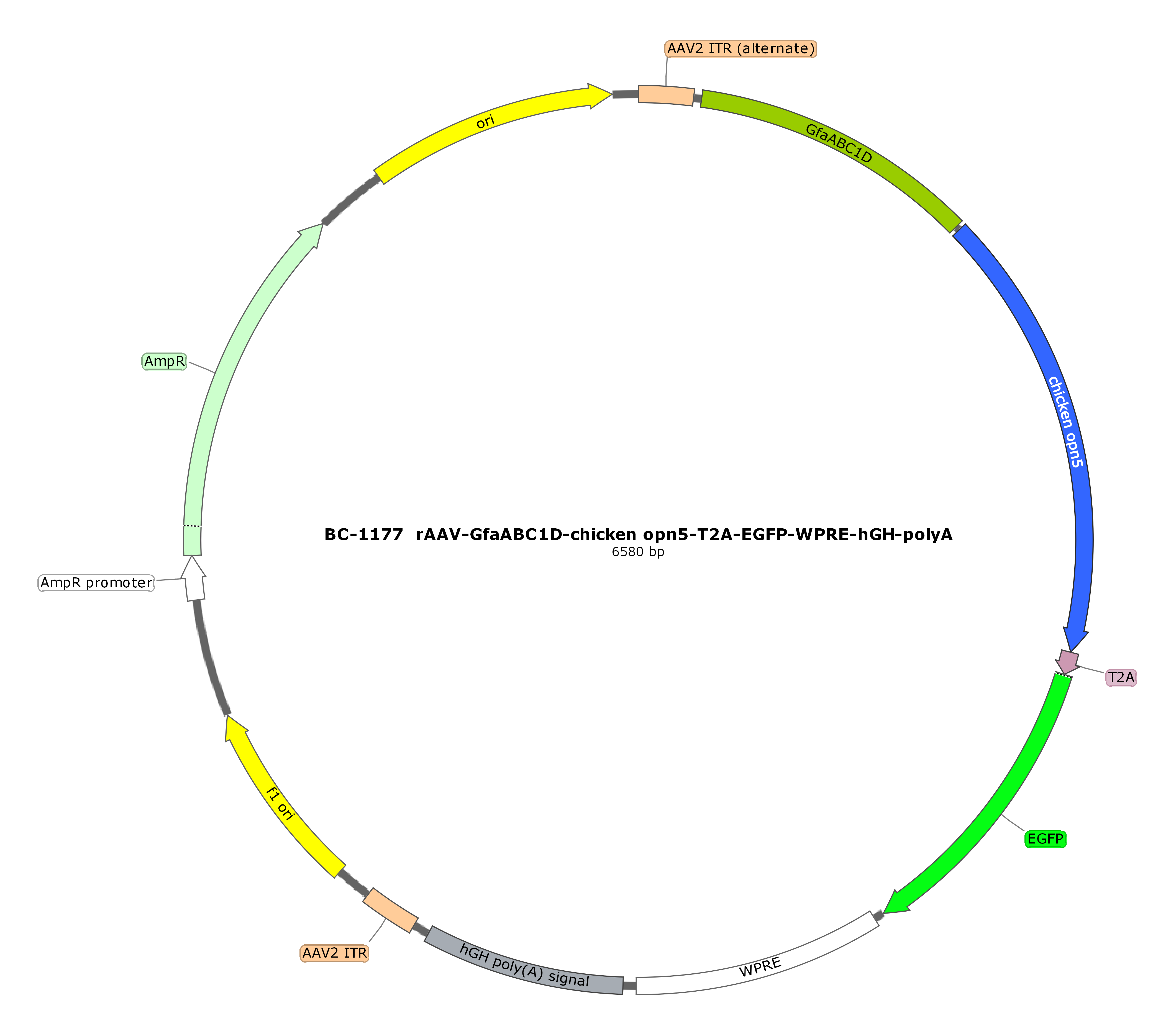 rAAV-GfaABC1D-cOpn5-T2A-EGFP