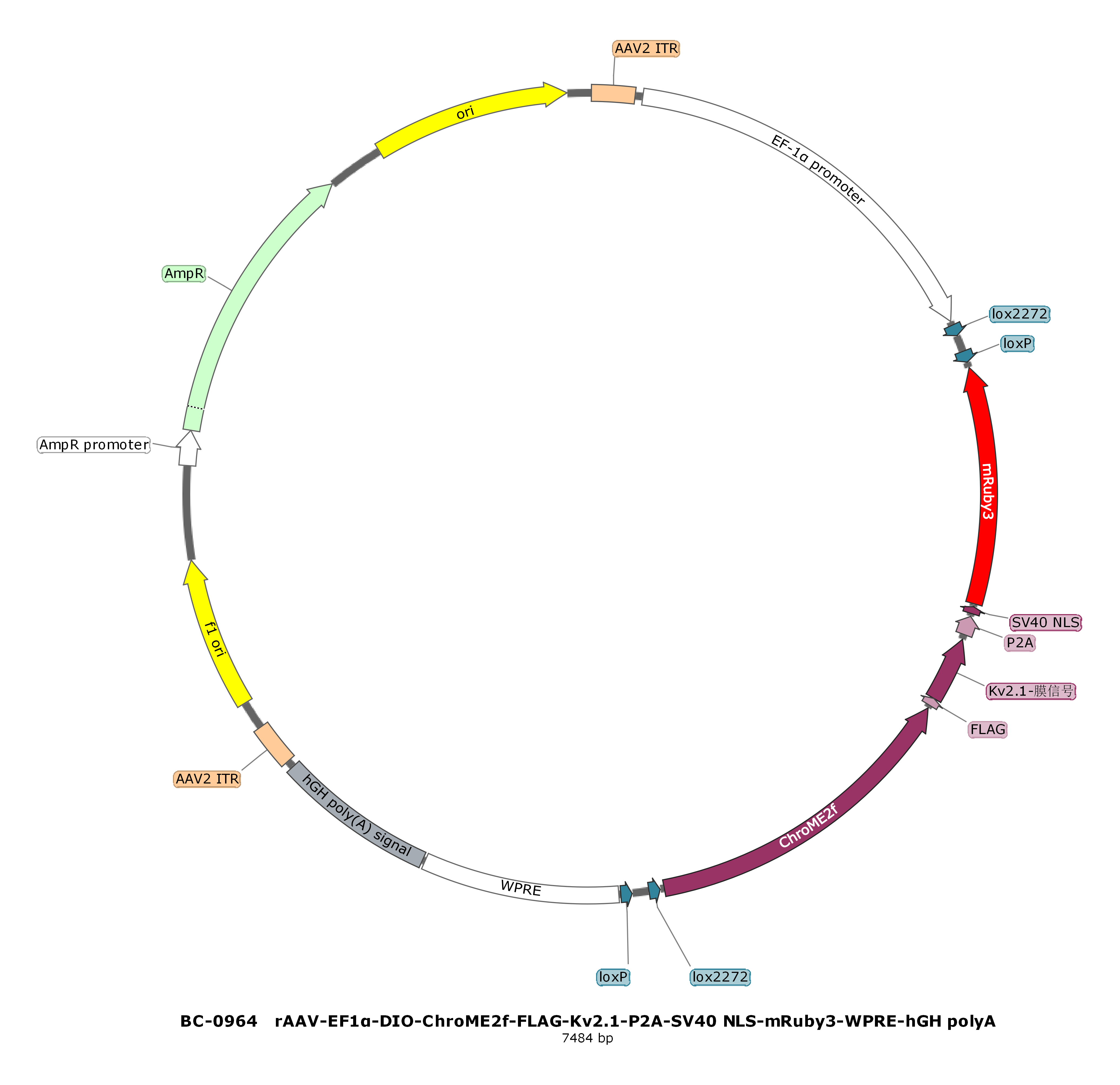 rAAV-EF1α-DIO-ChroME2f-ST-P2A-NLS-mRuby3