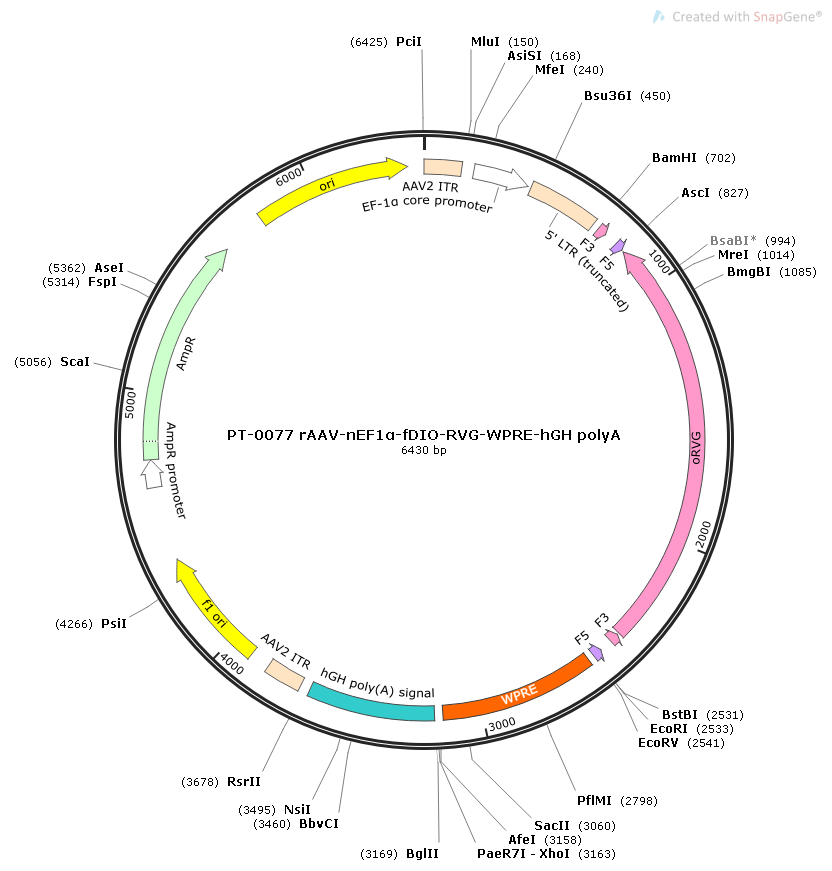 rAAV-nEf1α-FDIO-RVG-WPRE-hGH polyA