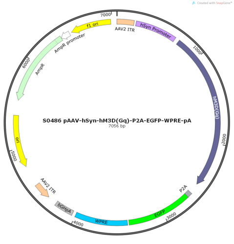 AAV2/8-hSyn-hM3D(Gq)-ER2-P2A-EGFP-WPRE-pA