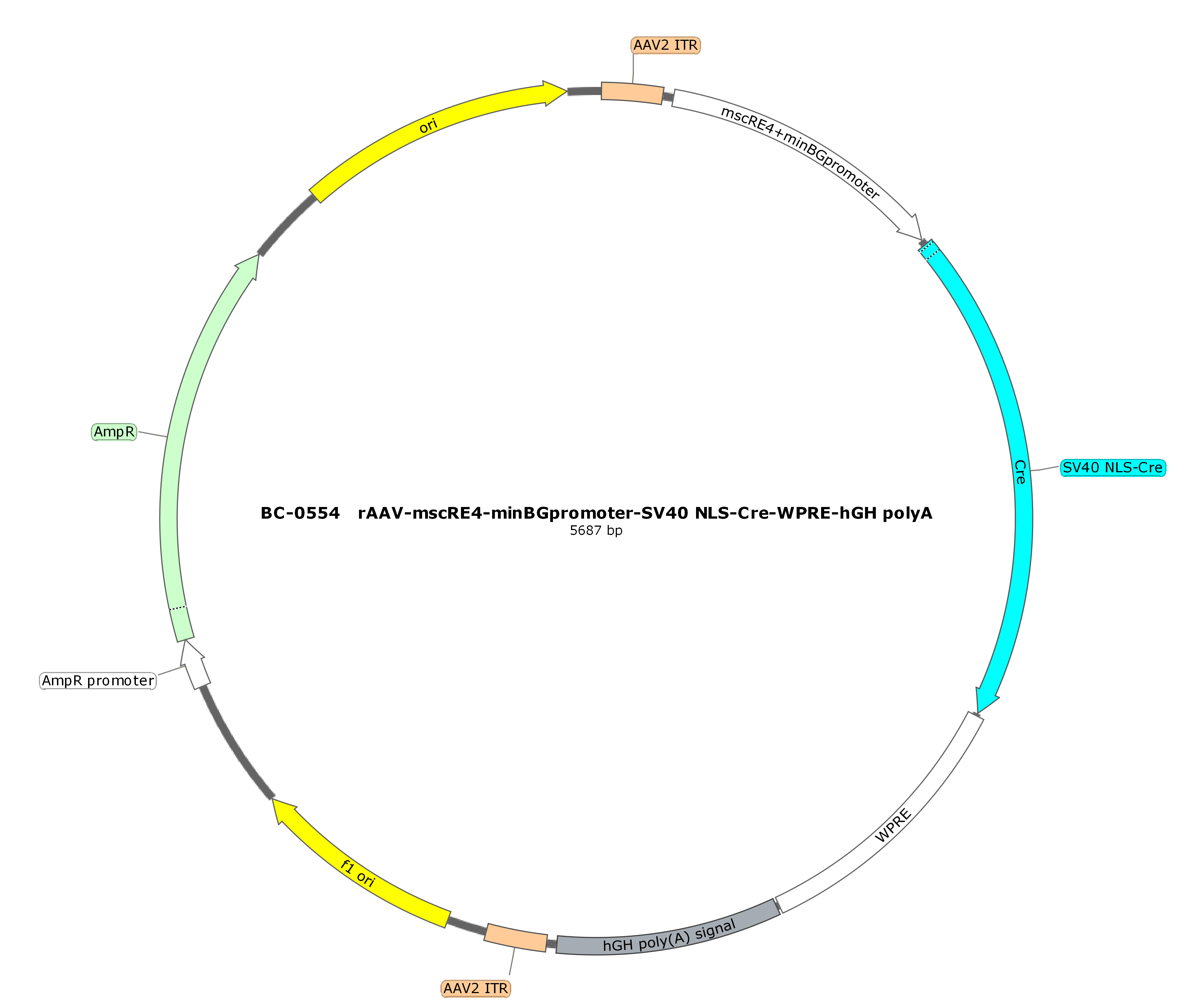 rAAV-mscRE4-minBGpromoter-SV40 NLS-Cre