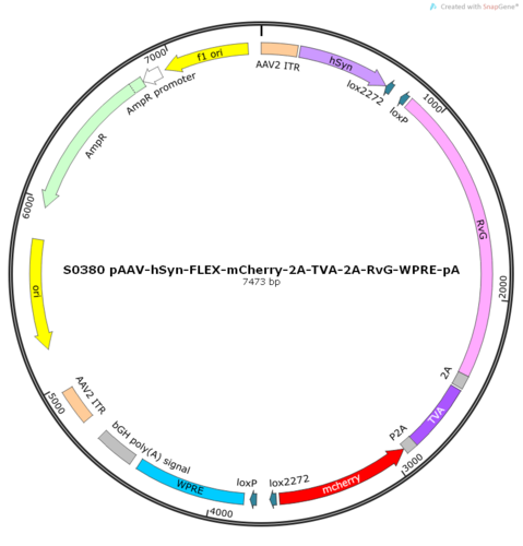 AAV2/9-hSyn-FLEX-mCherry-2A-TVA-2A-RvG-WPRE-pA
