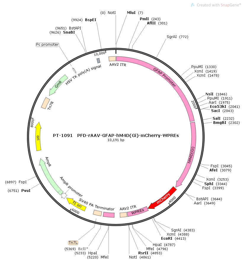 rAAV-GFAP-hM4D(Gi)-mCherry-WPREs