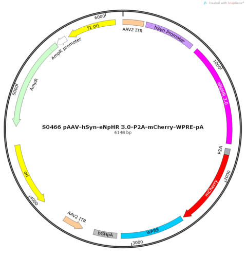 AAV2/9-hSyn-eNpHR 3.0-P2A-mCherry-WPRE-pA