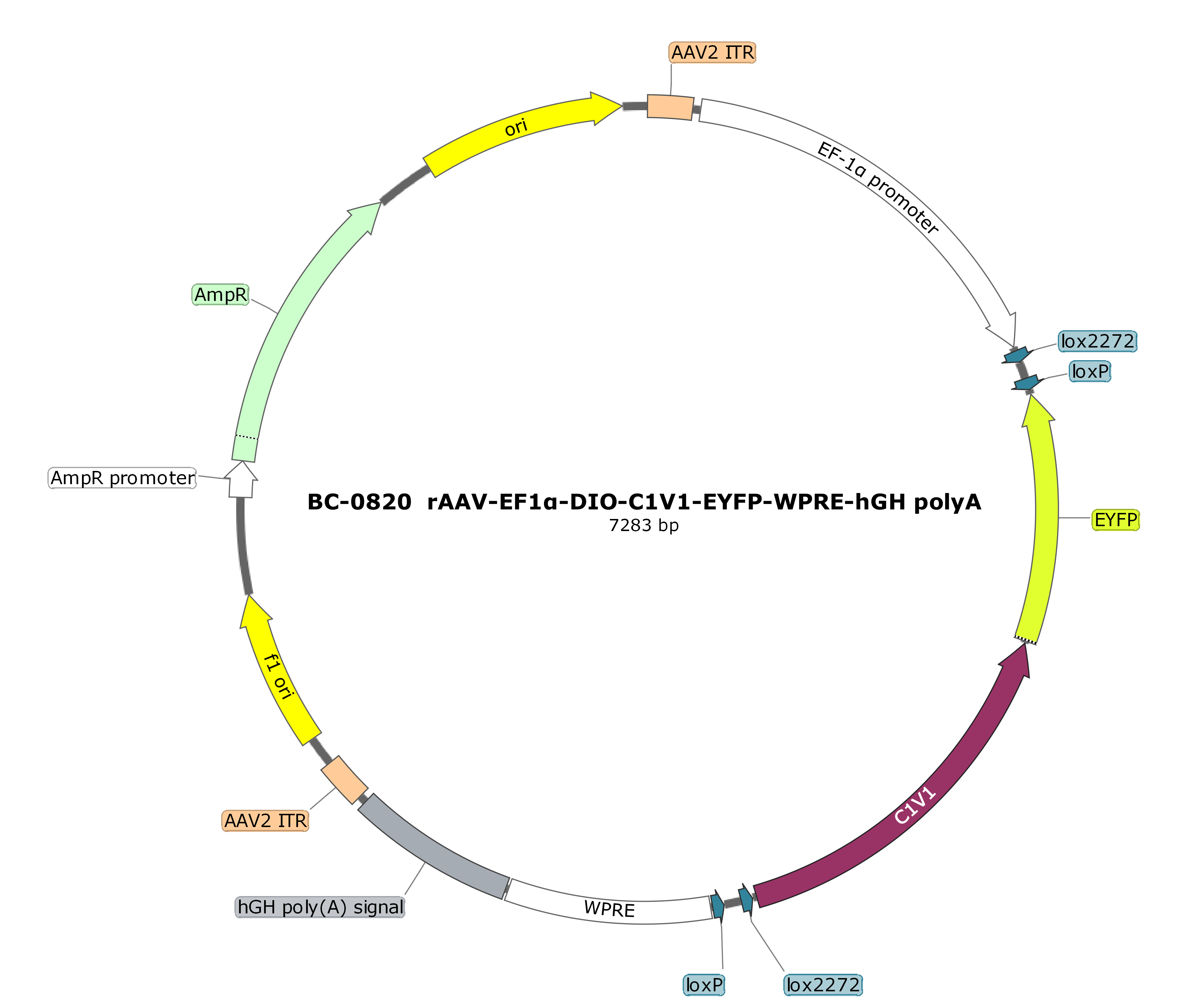 PFD-rAAV-EF1α-DIO-C1V1-EYFP-WPRE-hGH polyA