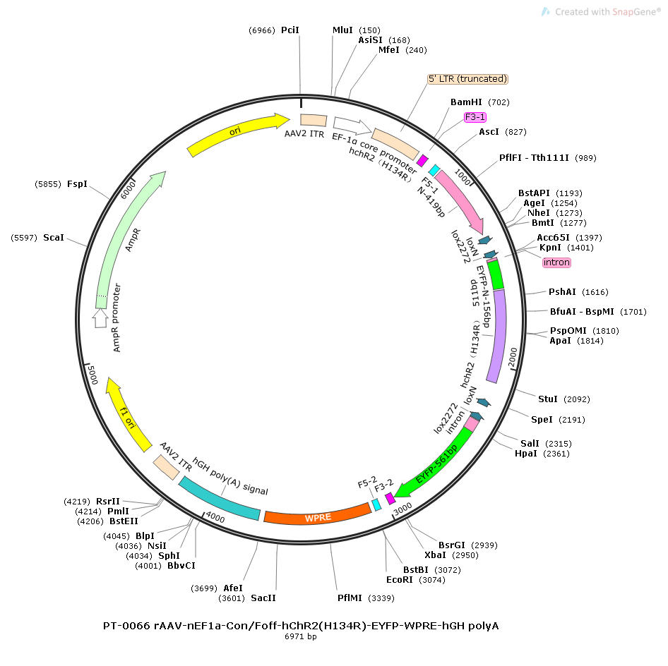 rAAV-nEF1α-Con Foff-hChR2(H134R)-EYFP-WPRE-hGH polyA